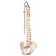 COLUMNA VERTEBRAL FLEXIBLE VERISON CLASICA