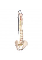 COLUMNA VERTEBRAL FLEXIBLE VERISON CLASICA