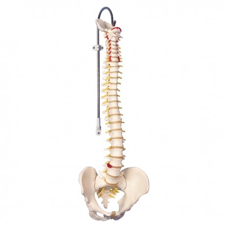 COLUMNA VERTEBRAL FLEXIBLE VERISON CLASICA