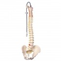 COLUMNA VERTEBRAL FLEXIBLE VERISON CLASICA