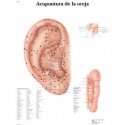 ACUPUNTURA DE LA OREJA (VR-3821)