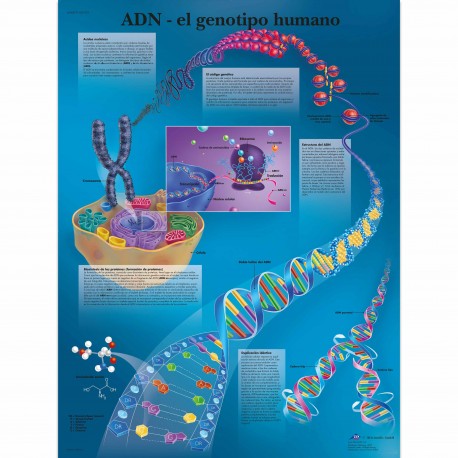 ADN EL GENOTIPO HUMANO (VR-3670)