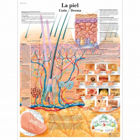 CANCER DE PIEL (VR-3295)