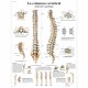 LA COLUMNA VERTEBRAL (VR-3152)
