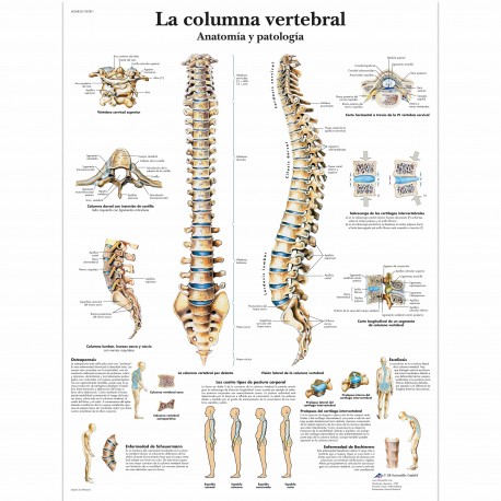 LA COLUMNA VERTEBRAL (VR-3152)