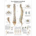 LA COLUMNA VERTEBRAL (VR-3152)
