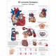 EL CORAZON HUMANO (VR-3334)