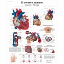 EL CORAZON HUMANO (VR-3334)