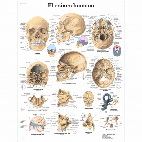 EL CRANEO HUMANO (VR-3131)