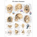 EL CRANEO HUMANO (VR-3131)