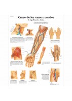 CURSO DE LOS VASOS Y NERVIOS (VR-3359)
