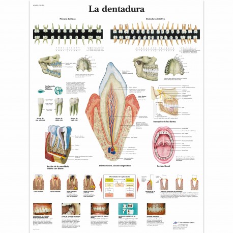 LA DENTADURA (VR-3263)