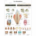 LA DENTADURA (VR-3263)