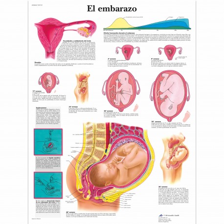 EL EMBARAZO (VR-3554)