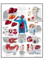 ENFERMEDADES CAUSADAS POR EL ALCOHOL (VR-3790)