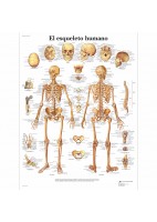EL ESQUELETO HUMANO (VR-3113)