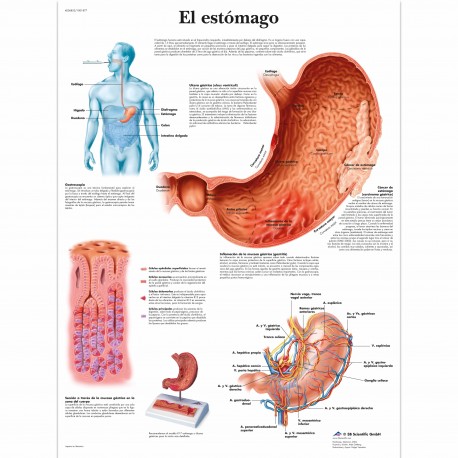 EL ESTOMAGO (VR-3426)