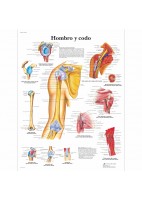 HOMBRO Y CODO (VR-3170)