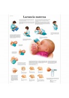 LACTANCIA MATERNA (VR-3557)