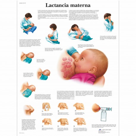 LACTANCIA MATERNA (VR-3557)