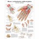 MANO Y ARTICULACION RADIOCARPIANA (VR-3171)