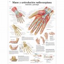 MANO Y ARTICULACION RADIOCARPIANA (VR-3171)