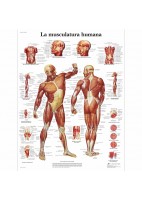 LA MUSCULATURA HUMANA (VR-3118)