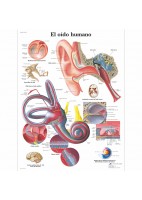 EL OIDO HUMANO (VR-3243)