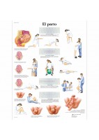 EL PARTO (VR-3555)