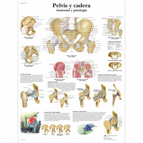 PELVIS Y CADERA (VR-3172)
