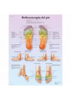 REFLEXOTERAPIA DEL PIE (VR-3810)
