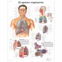 EL APARATO RESPIRATORIO (VR-3322)