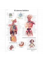 EL SISTEMA LINFATICO (VR-3392)
