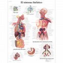 EL SISTEMA LINFATICO (VR-3392)