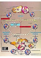 TRASPLANTE INMUNOLOGIA (VR-3665)