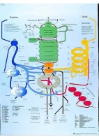 VIAS METABOLICAS DEL HOMBRE (VR-3451)