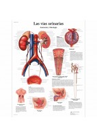 LAS VIAS URINARIAS (VR-3514)