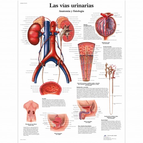 LAS VIAS URINARIAS (VR-3514)