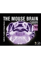 THE MOUSE BRAIN IN STEREOTAXIC COORDINATES