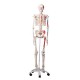 ESQUELETO MAX A11 CON MUSCULOS SOBRE PIE METALICO CON 5 RUEDAS