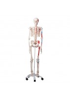 ESQUELETO MAX A11 CON MUSCULOS SOBRE PIE METALICO CON 5 RUEDAS