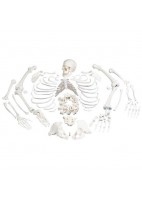 ESQUELETO COMPLETO, DESARTICULADO CON CRANEO DE 3 PIEZAS